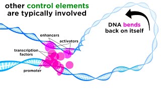 Regulation of Gene Expression Operons Epigenetics and Transcription Factors [upl. by Wendall]