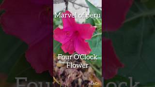 Mirabilis jalapa marvel of peru Four oclock flowerSrividyaPuppala [upl. by Kano282]