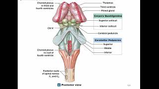 Diencephalon Brainstem Cerebellum [upl. by Yovonnda529]