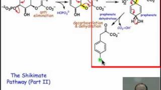 Stepping through the Shikimate Pathway II [upl. by Hrutkay]