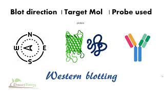 Types of blotting techniques  Southern blotting vs Northern blotting vs Western blotting [upl. by Ddart501]