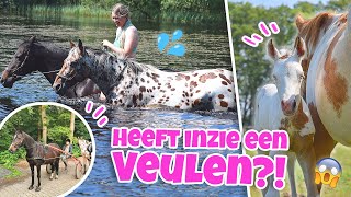 ZWEMMEN MET PAARDEN amp RIJDEN MET EEN DRAVERSSULKY  vlog110  wolfxjessy [upl. by Meggie]