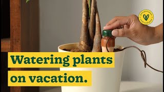 How to Use SelfWatering Spike for your Plants While you are on Vacation  Ugaoo [upl. by Annaor]