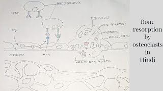 Bone resorption by osteoclasts  med tutorials [upl. by Peh]