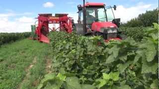 Kombajn VICTORZ black currant harvester  season 2012 [upl. by Ellevehc]