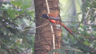 Malabar Trogon  Harpactes fasciatus [upl. by Traggat]