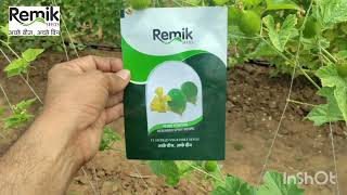 KANTOLA SEEDS PART 2 SPINY GOURD SEEDS PLOT [upl. by Alejoa223]