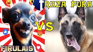 Antes de adoptar un perro mestizo firulais mira este video [upl. by Wendi]