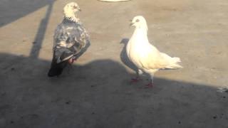 How to mate pigeons by Kishore [upl. by Ariait]