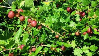 5 Reasons to Grow Gooseberries [upl. by Kcirderf274]