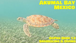 Akumal Bay Mexico Snorkeling and Diving 2024 [upl. by Ailat]