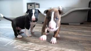 Bull Terrier puppy 4 weeks old goes crazy for the camera [upl. by Golanka255]