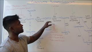 Catecholamine Synthesis amp Metabolism USMLE HIGH YIELD MADE SIMPLE [upl. by Crescint140]