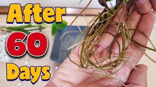 Plant propagation by cuttings in WATER vs PERLITE [upl. by Rebecca]