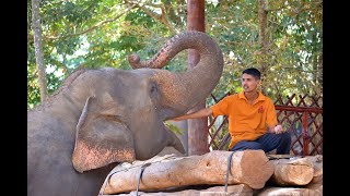 Pinnawala Elephant Orphanage Sri Lanka [upl. by Annala]