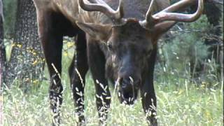 Monster Elk of The San Carlos [upl. by Lathan]