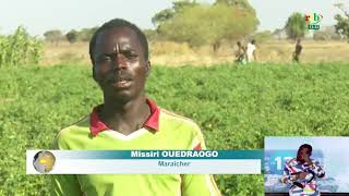 4 jeunes se font des millions dans la culture de la tomate à Bagré [upl. by Kirwin]