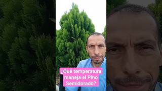 ¿Qué temperatura maneja el Pino Semidorado [upl. by Tenn330]