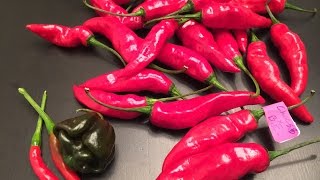 Whats That Pepper Ep19  Thai Birds Eye x Scotch Bonnet Yellow [upl. by Sokram202]