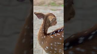 Trincomalee Deer Park [upl. by Kinelski]