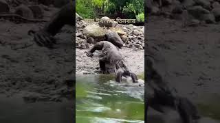 Komodo vs Electric eel please subscribe my channel [upl. by Pelage]