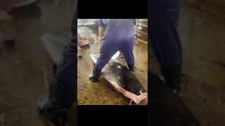 quot黑鮪鱼切割技巧大公开！quotquotExpert Techniques for Cutting Blackfin Tuna Revealed [upl. by Glynnis]