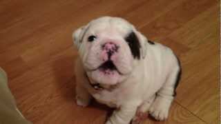 Bentley the Bulldog Puppy is fussy [upl. by Notnelc]