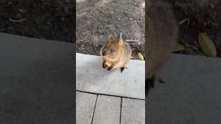 Rottnest Island day trip Spent time with quokkas travel [upl. by Frederich632]