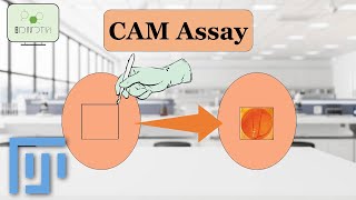 ImageJ Tutorial Analyzing CAM chorioallantoic membrane assay Assay for Angiogenesis Research [upl. by Chyou]