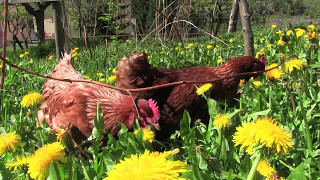 Uova in montagna  allevamento di galline ovaiole ruspanti [upl. by Claudelle]