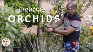 How to Grow Orchids on Palm Trees  Step by Step Tutorial with Beautiful Results [upl. by Euqinitram]