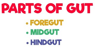 Parts of Gut  Foregut  Midgut  Hindgut  Abdomen [upl. by Nallac]