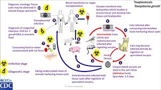 Toxoplasma gondii life cycle [upl. by Anytsirk]