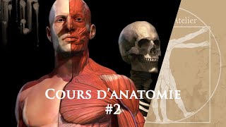 Comment utiliser l anatomie pour dessiner le corps humain 2 [upl. by Aneerol203]