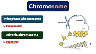 Cytogenetics revision part 1 دمحمود الحسيني [upl. by Nahtanohj]