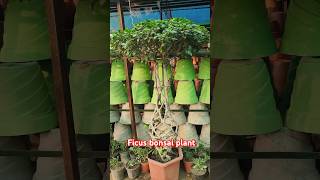 Ficus bonsai plant plants vinca gardern indoorplants garden gardinggardeniggardeningshorts [upl. by Niltak]