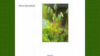 Bryophyte Review [upl. by Yllatan]