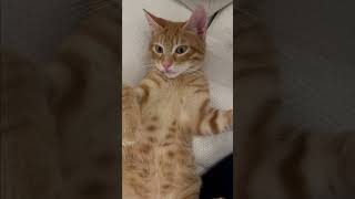 😾momolino prendi sole😼 singer music dance song tv shortsvideo cat funny [upl. by Delia]