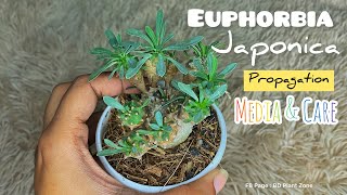 Euphorbia Japonica Propagation From Pups  🪴 amp also about its media amp care [upl. by Oirad432]