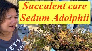 Succulent Care Sedum Adolphii or Sedum Firestorm found this sedum plant in the trash [upl. by Aihsekram928]