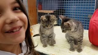 Carly goes to pet store in the mall quotCutest kitten video everquot [upl. by Ykcul]