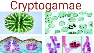 Cryptogamae biologywalesir Cryptogamae plants kingdom eichler thallophytes gymnosperms [upl. by Tereve906]