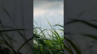 Grass Blowing in the Wind [upl. by Robinetta725]