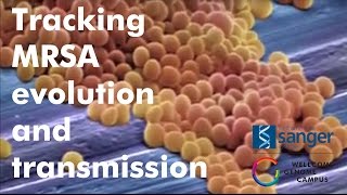 Tracking MRSA evolution and transmission  Sanger Institute [upl. by Assira]