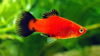 Platy Fish Care Guide Amazing Beginner Fish [upl. by Burns]