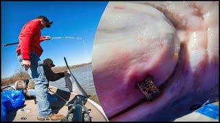 Snagging a BANDED Paddlefish and a LIMIT on Truman Lake [upl. by Karame985]