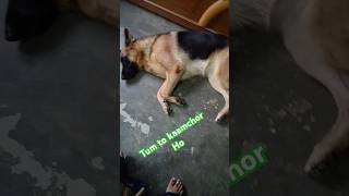 Tum toh kaamchor ho 🥰❤️🐕 cute dog  dog lover  dog  video  dog video  short  funny dog [upl. by Donald]