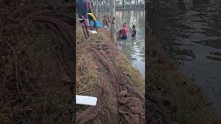 Jale koto mash dora porece  জালে কত মাছ ধরা পরেছে fishing fishlover shorts fish [upl. by Smeaj721]