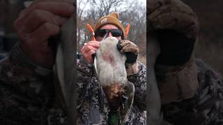 Double Banded Duck Shot Caught On Camera banded duckhunting kansas reward hunting [upl. by Gaeta233]