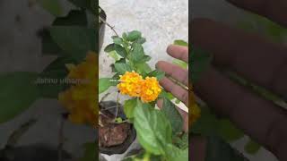 Lantana camara plants garden gardening lantanacamara [upl. by Cataldo444]